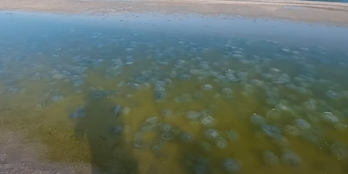 Мертві медузи на березі моря