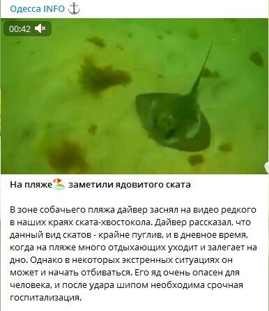 В Одессе на пляже заметили ядовитого ската: после удара – срочная госпитализация