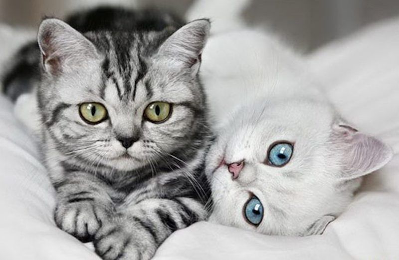 Всесвітній день кішок: що за свято (фото – i-fakt.ru)