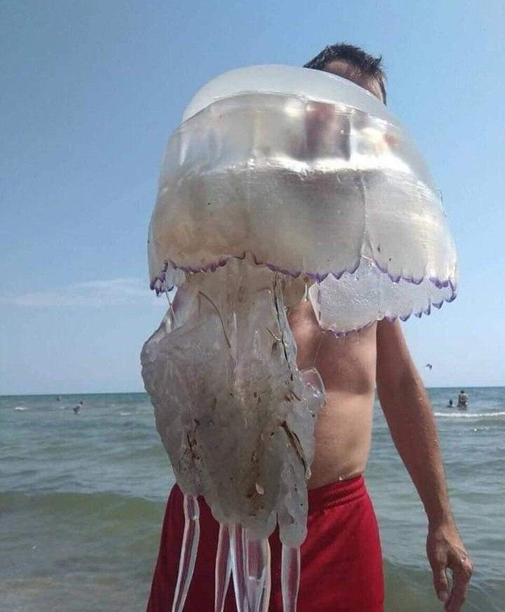 Харьковчанин поймал гигантскую медузу в Бердянске.