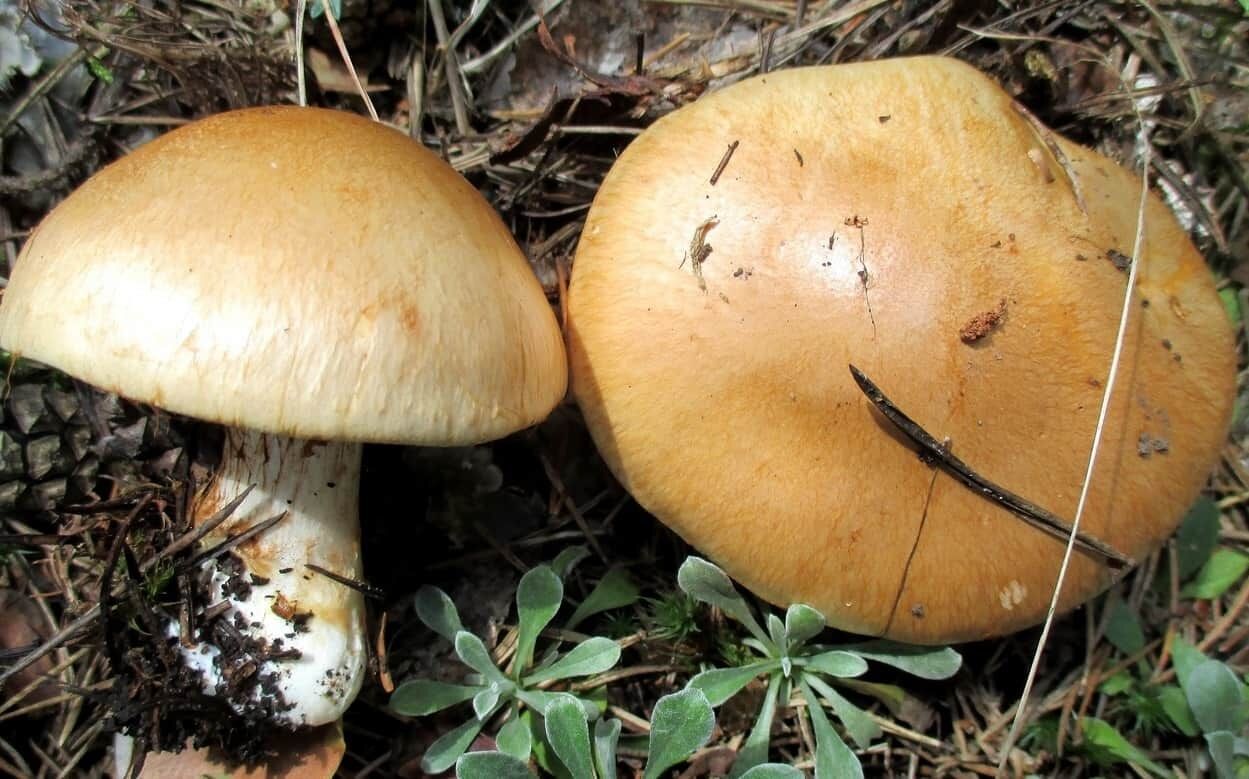 Отравления грибами регистрируются в области ежегодно