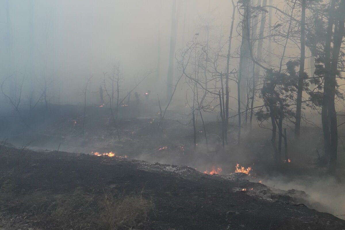 На Харьковщине загорелся лес.