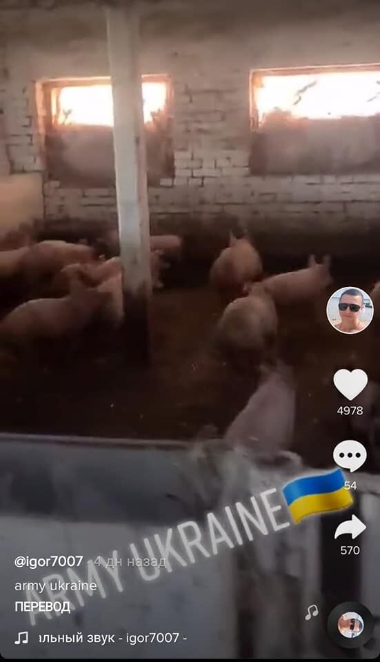 Пограничник сравнил бойцов ВСУ со свиньями.