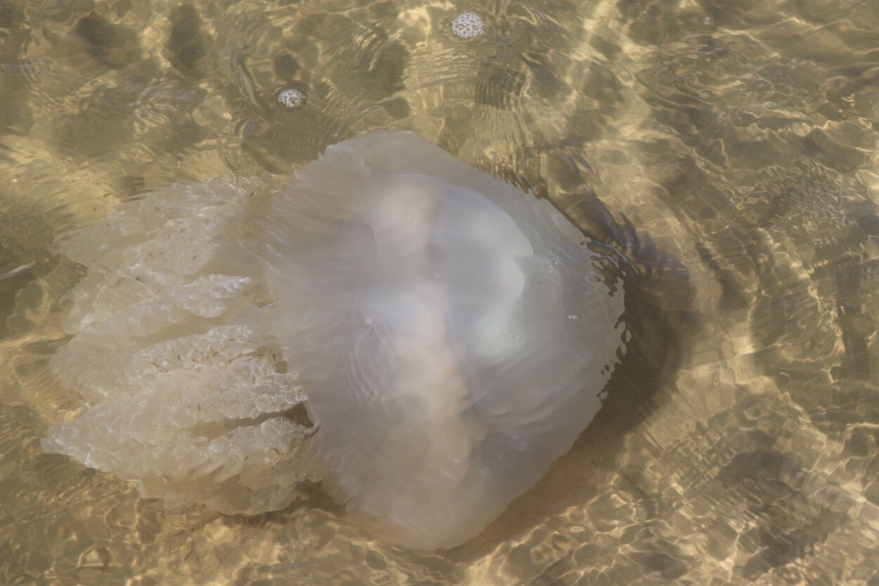 Медузы Мариуполя.