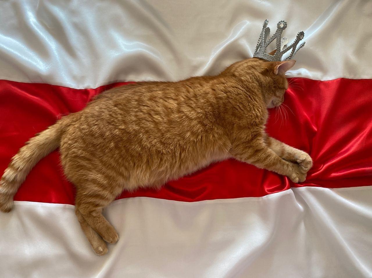 Кот с короной на фоне БЧБ-флага.
