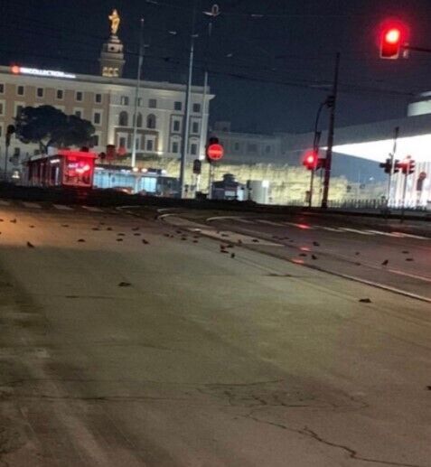 Дуже багато мертвих птахів виявили на вокзалі Терміні