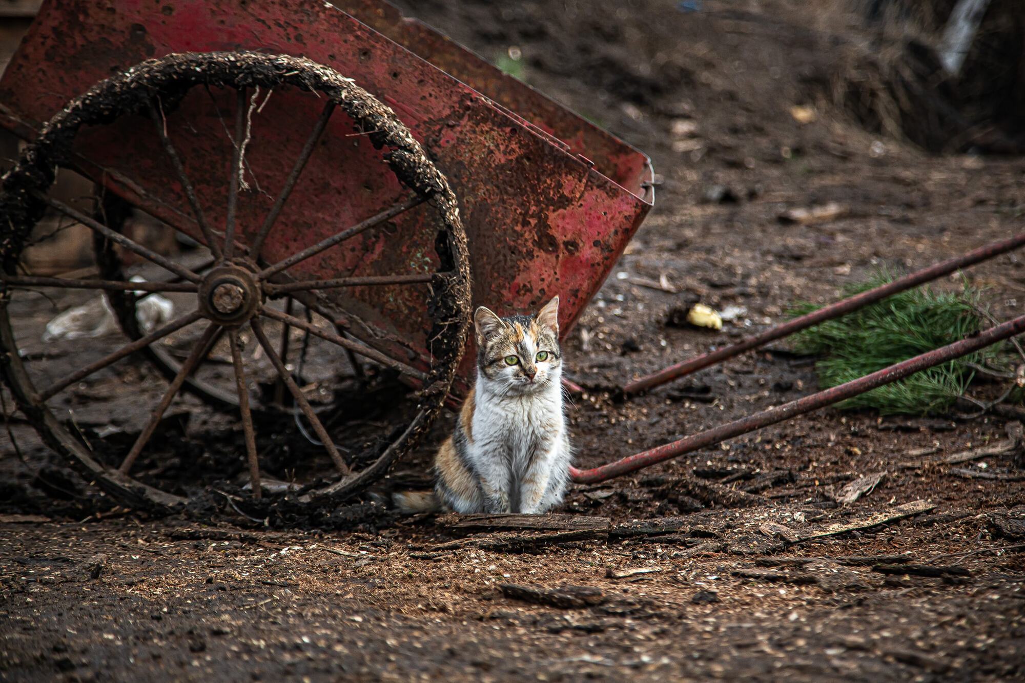 "Мале, замурзане, брудне кошеня десь на позиціях наших військових на Донбасі"