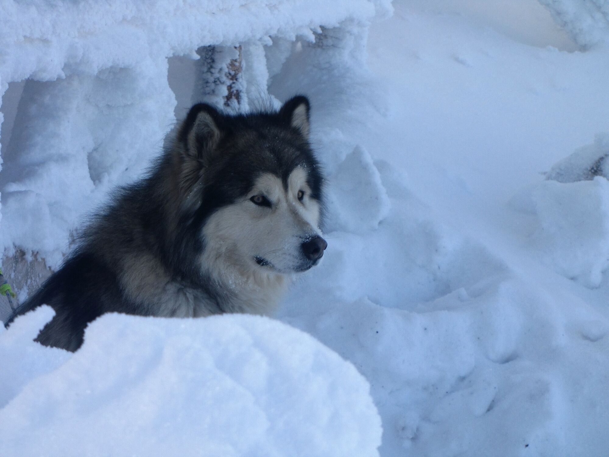 Зима у Карпатах