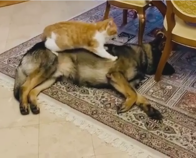 Кіт робить масаж собаці