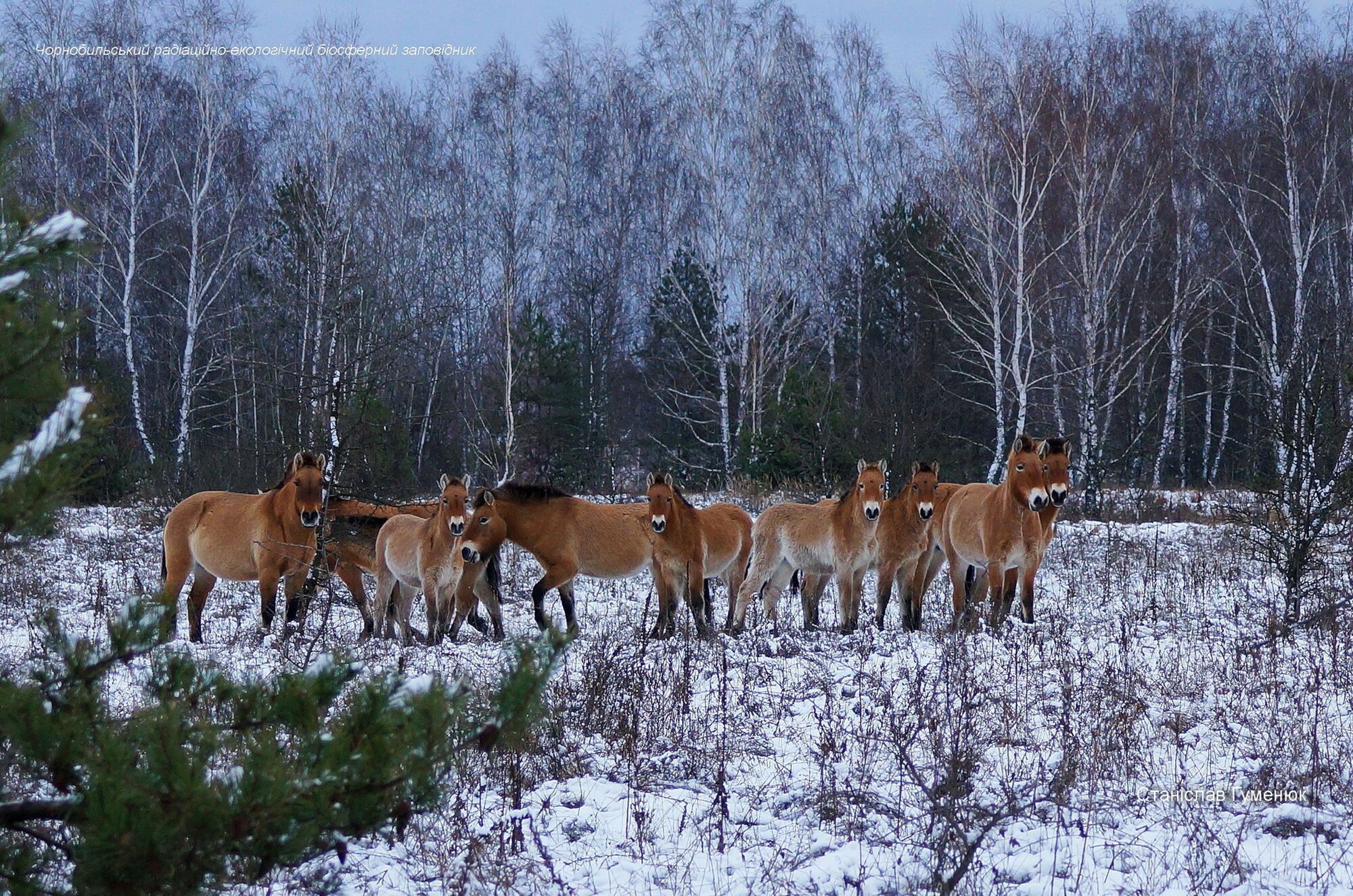 Дикие лошади в зоне отчуждения