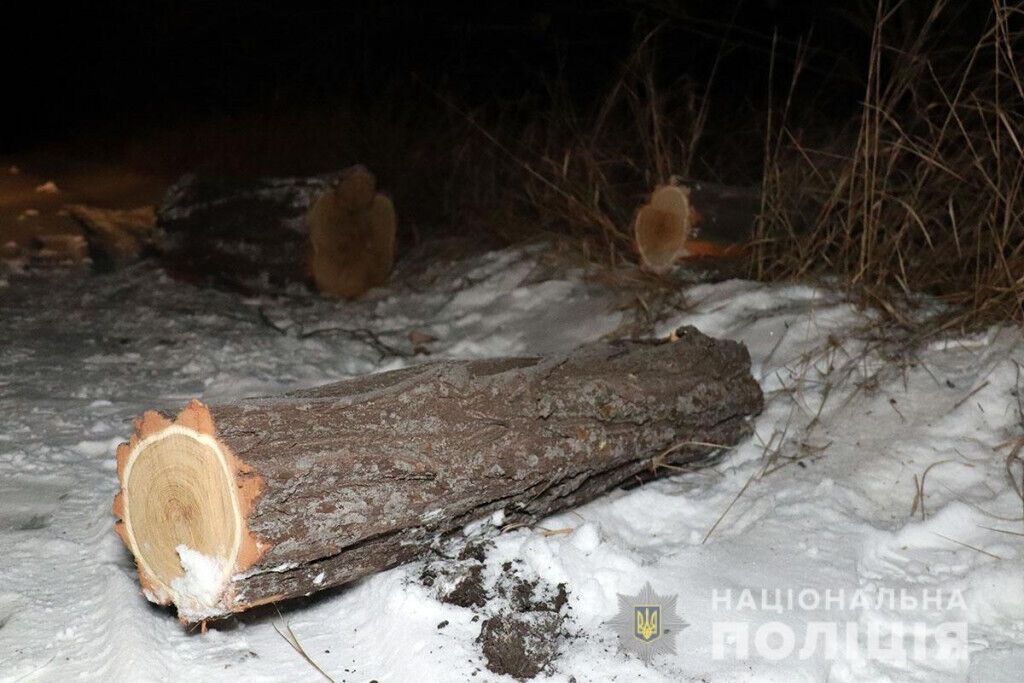 Чоловіки незаконно вирубували ліс