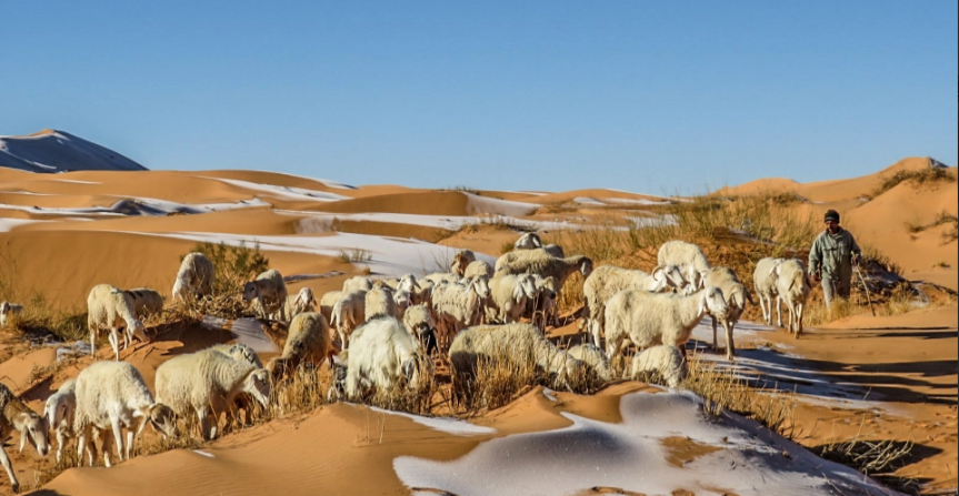 Овцы в заснеженной Сахаре