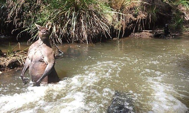 Австралиец снял купающегося в реке огромного кенгуру