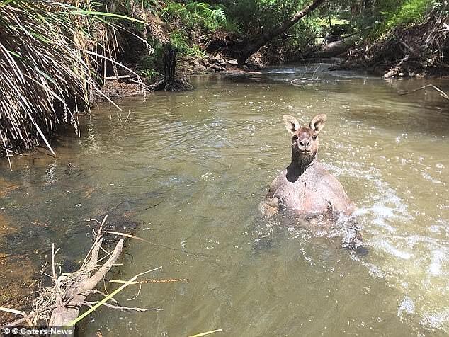 Австралієць зняв у річці величезного кенгуру