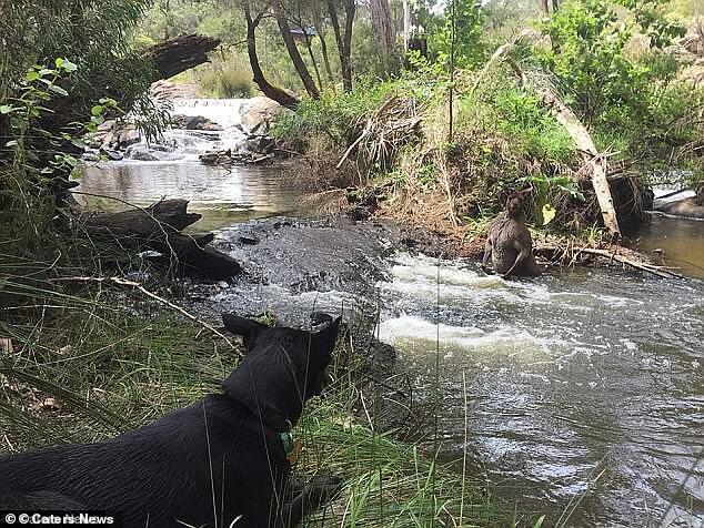Австралиец снял купающегося в реке огромного кенгуру