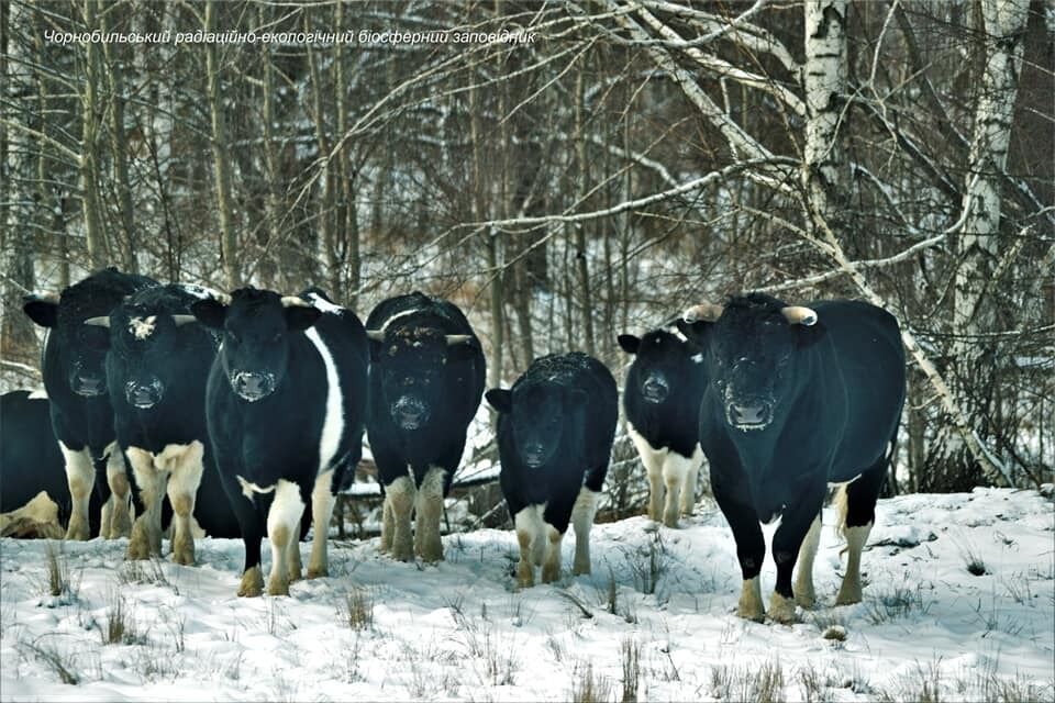 Час від часу корів помічають туристи і співробітники Чорнобильського заповідника