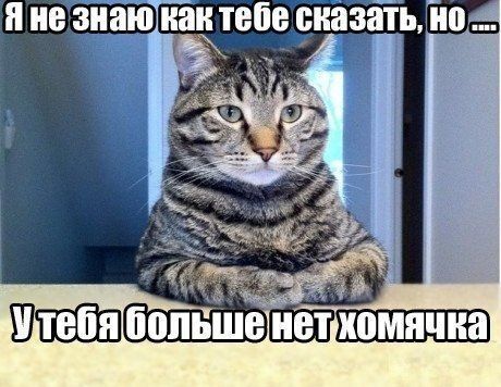 Прикол про кота