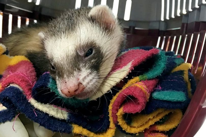 Тхір Бандит вижив після прання у машинці