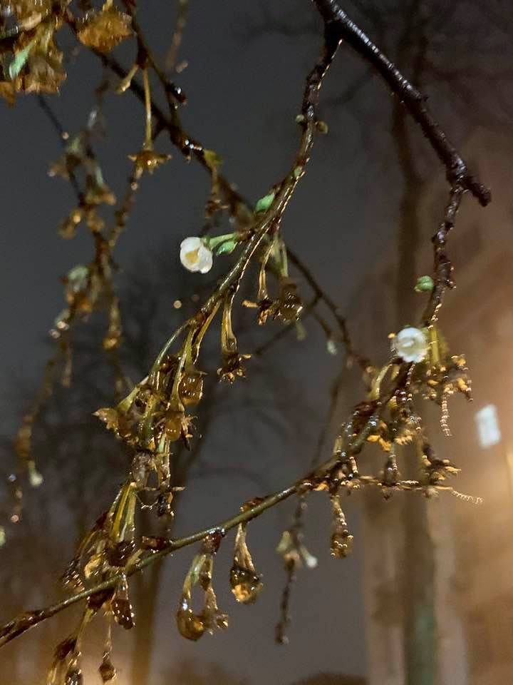 В Печерском районе Киева заметили цветение сакуры