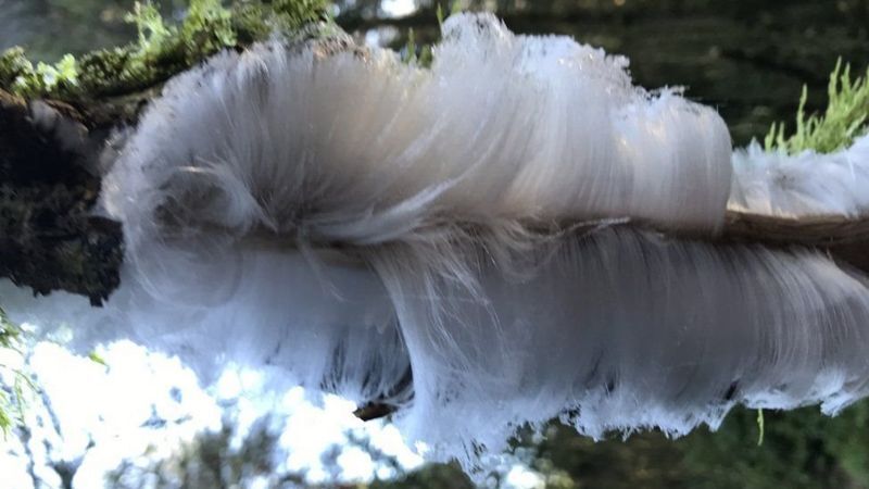 Ледяные волосы на деревьях