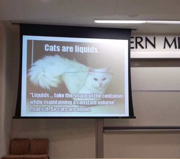 Преподаватель объяснил, что такое жидкость, на примере кота