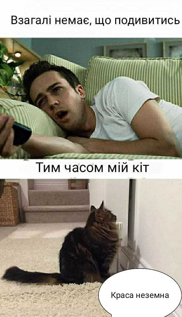 Мем с котом