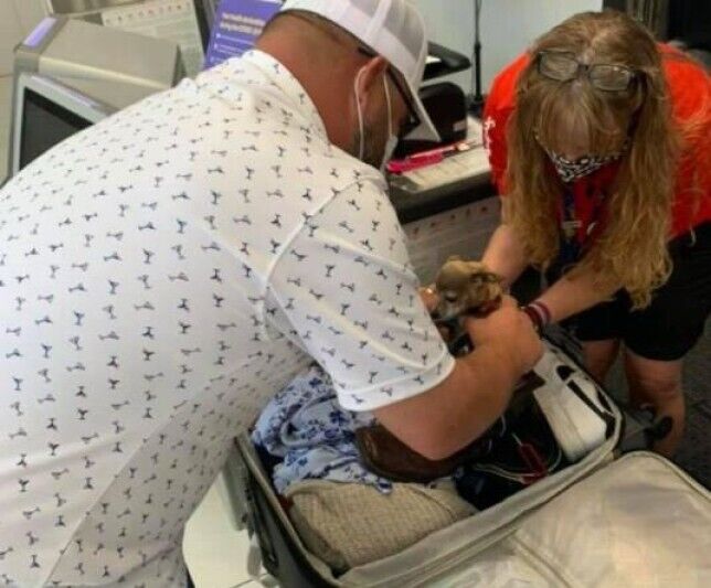 Американці знайшли собаку у валізі