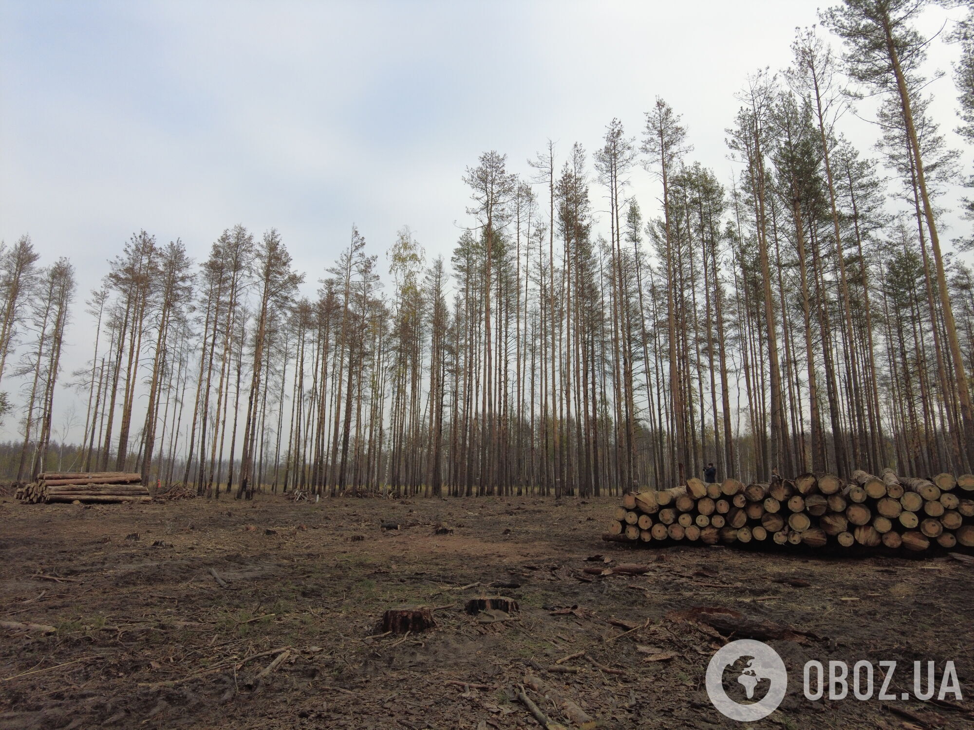 Участок обгоревшего леса в Овручском районе Житомирской области