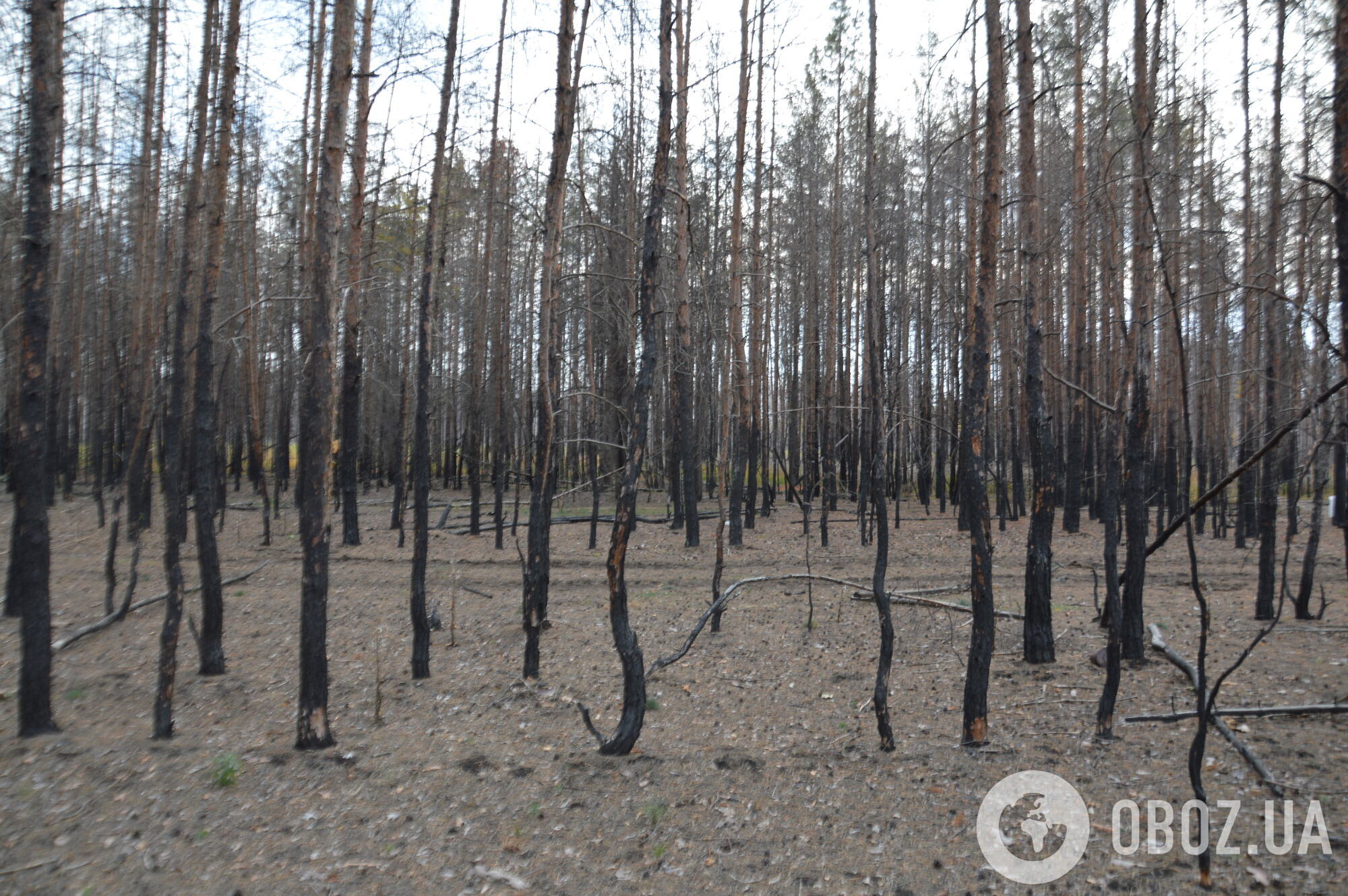 Згорілий ліс на Житомирщині