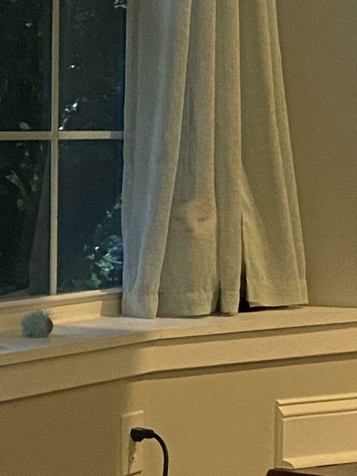 Кот спрятался за шторой.