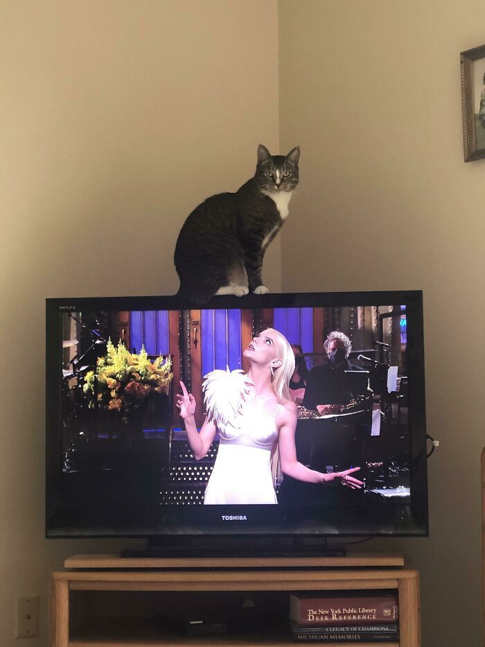 Кот вылез на телевизор