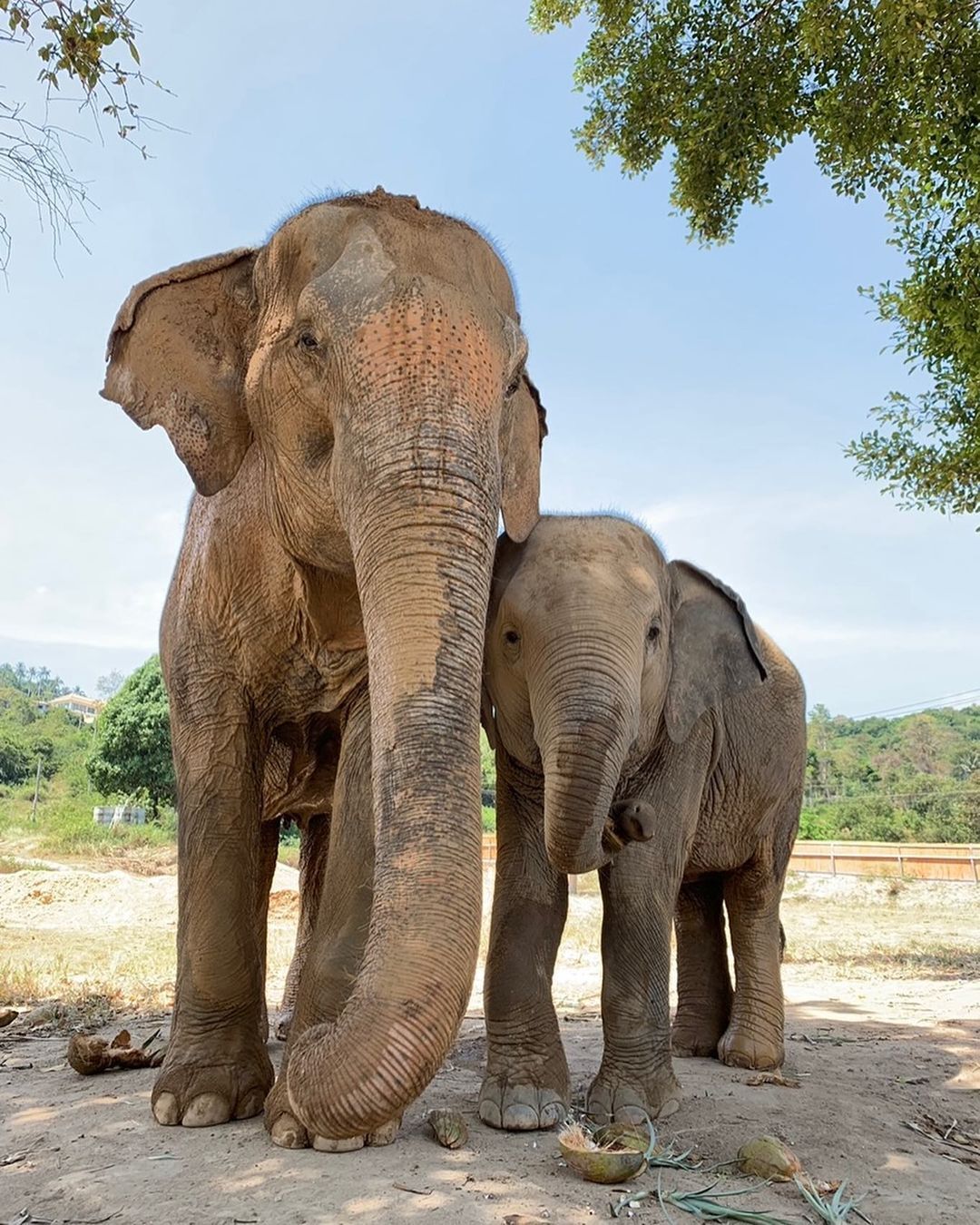 Слоны из заповедника в Таиланде.