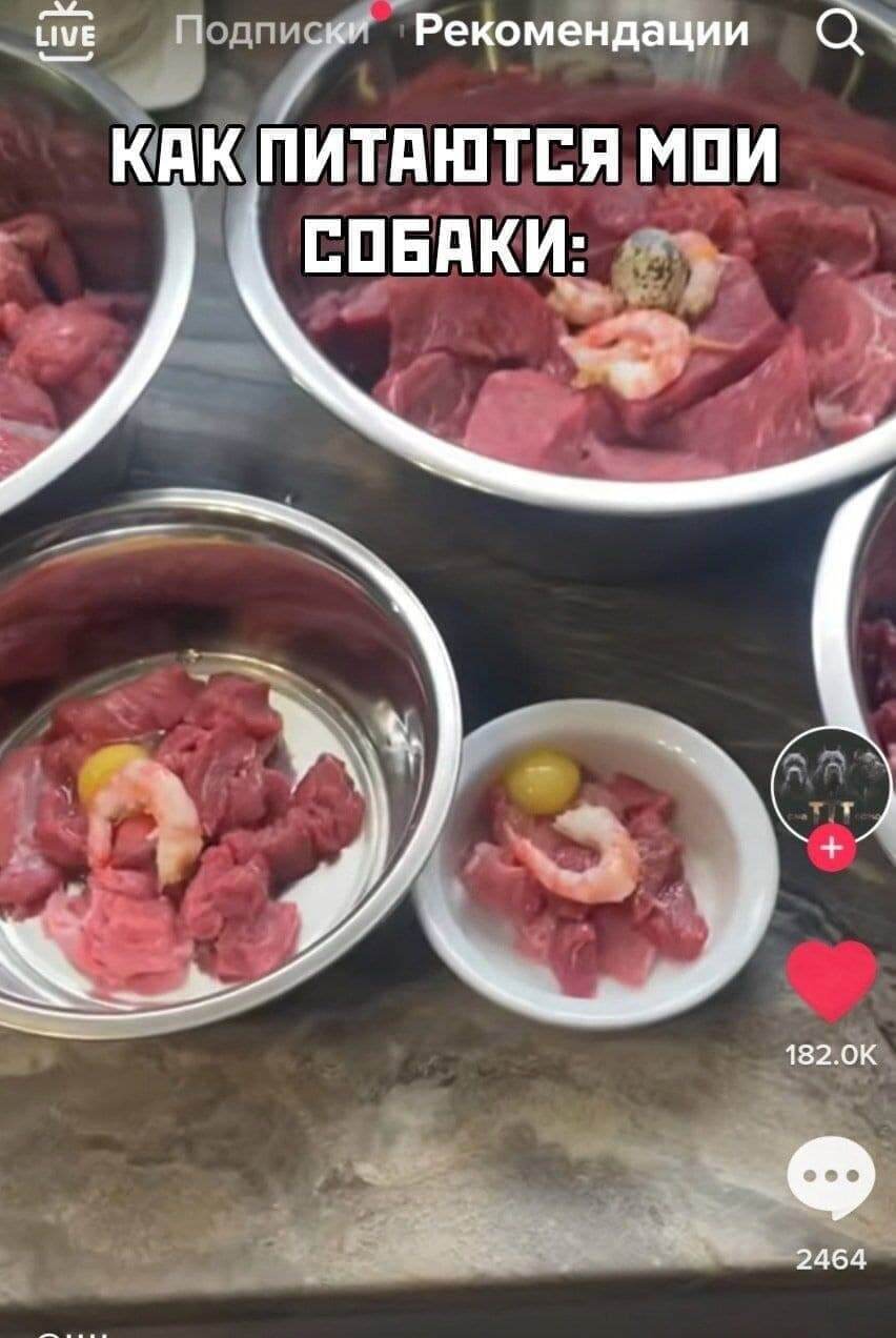 Блогерка годувала собак яловичиною