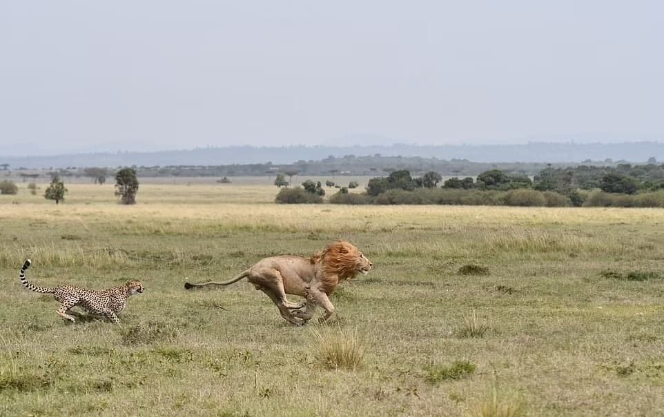 Погоня гепарда за львом.