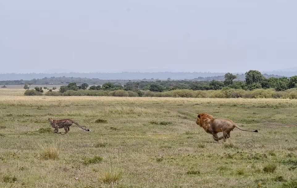 Погоня льва за гепардом.