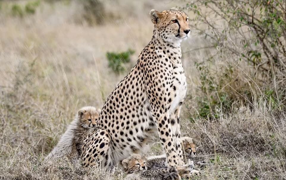 Гепард зі своїми дитинчатами.