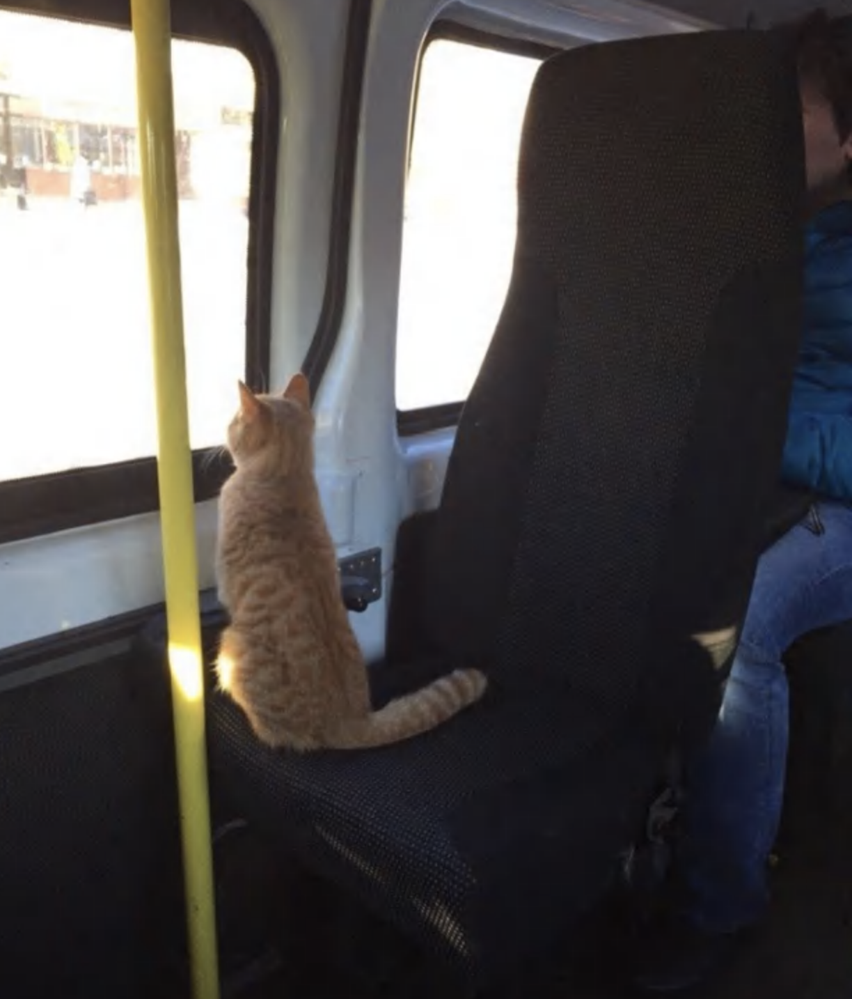 Кот решил погреться в маршрутке.