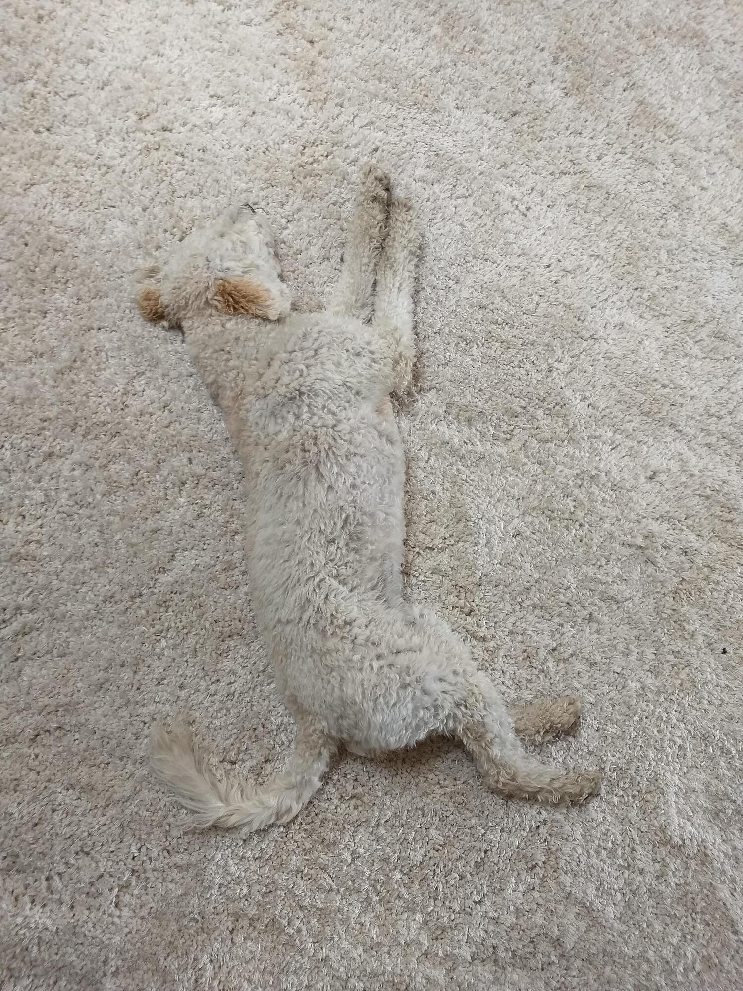 Песик уснул на ковре