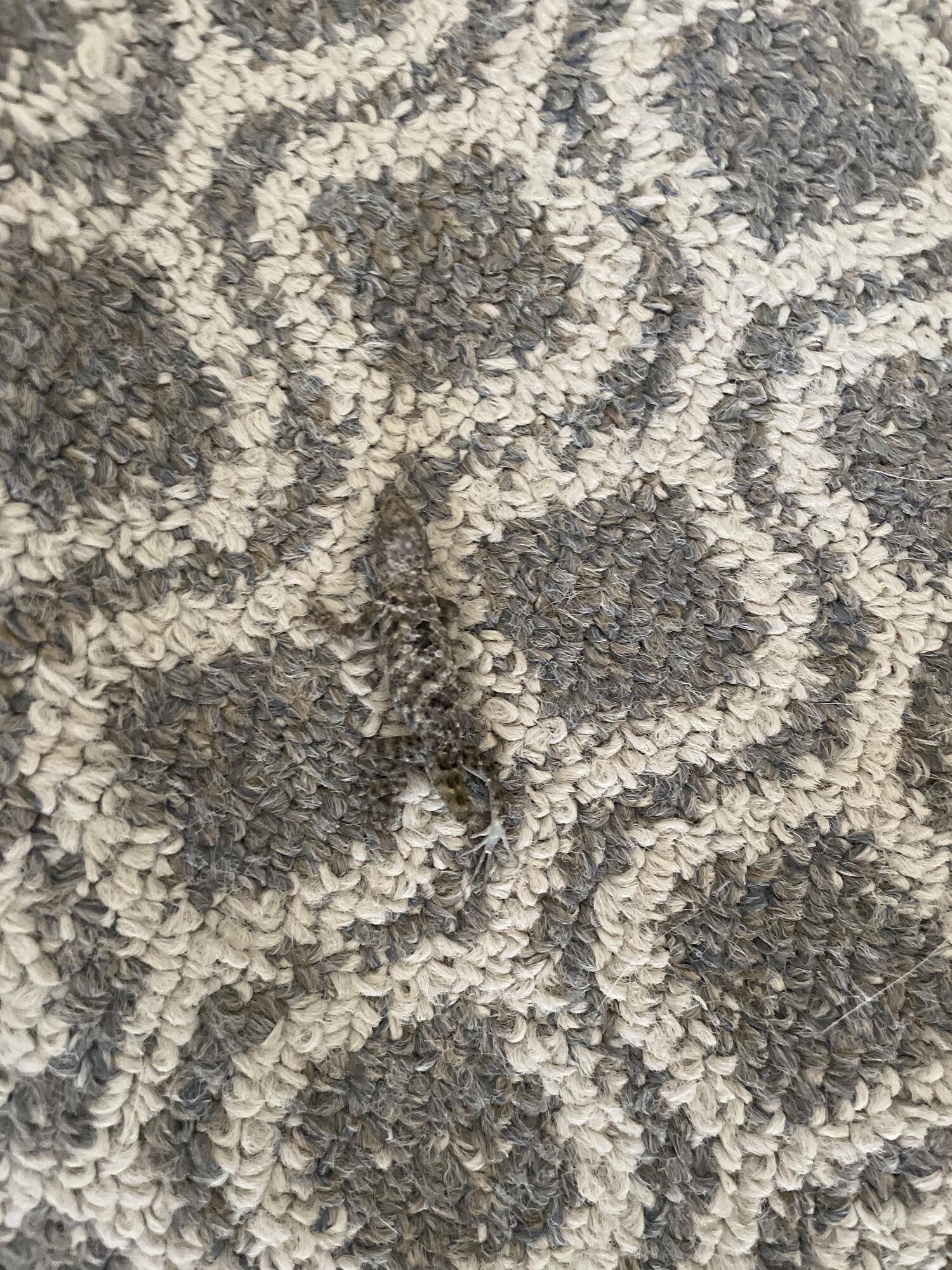 "Невидимая" ящерица сидела на ковре.