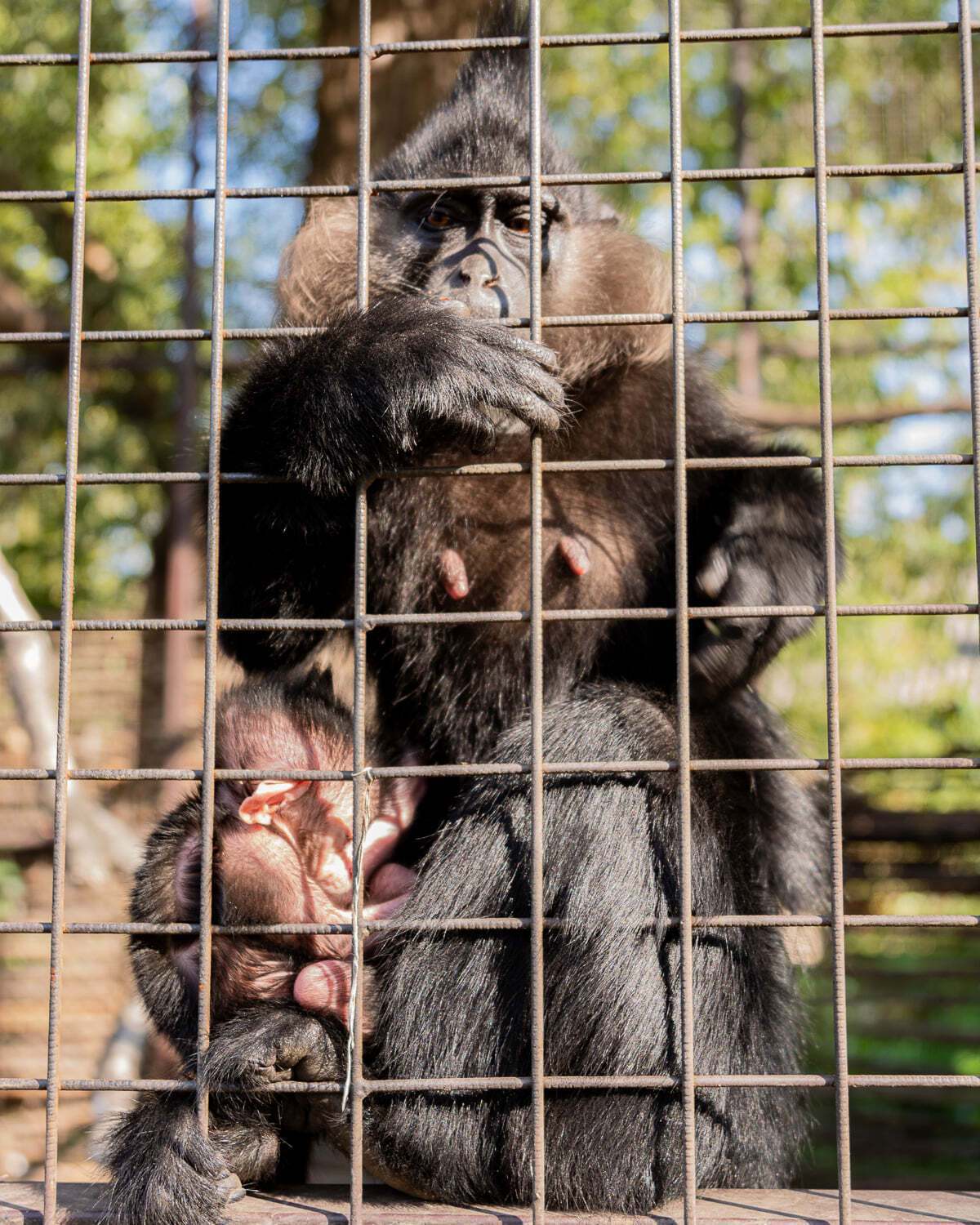 Пара чорночубих мангобеїв поселилася в Луцькому зоопарку восени 2018 року