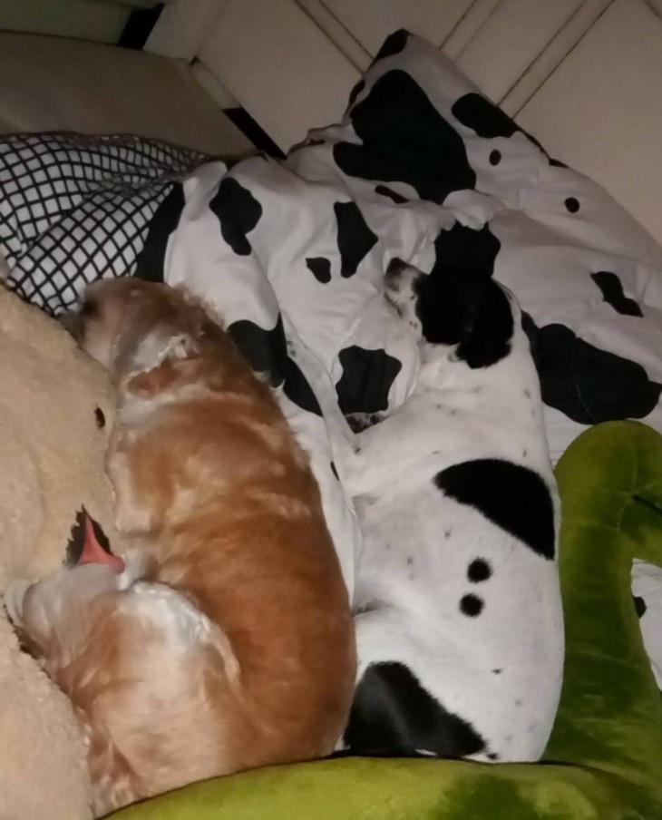 Собачки отдыхают на кровати.