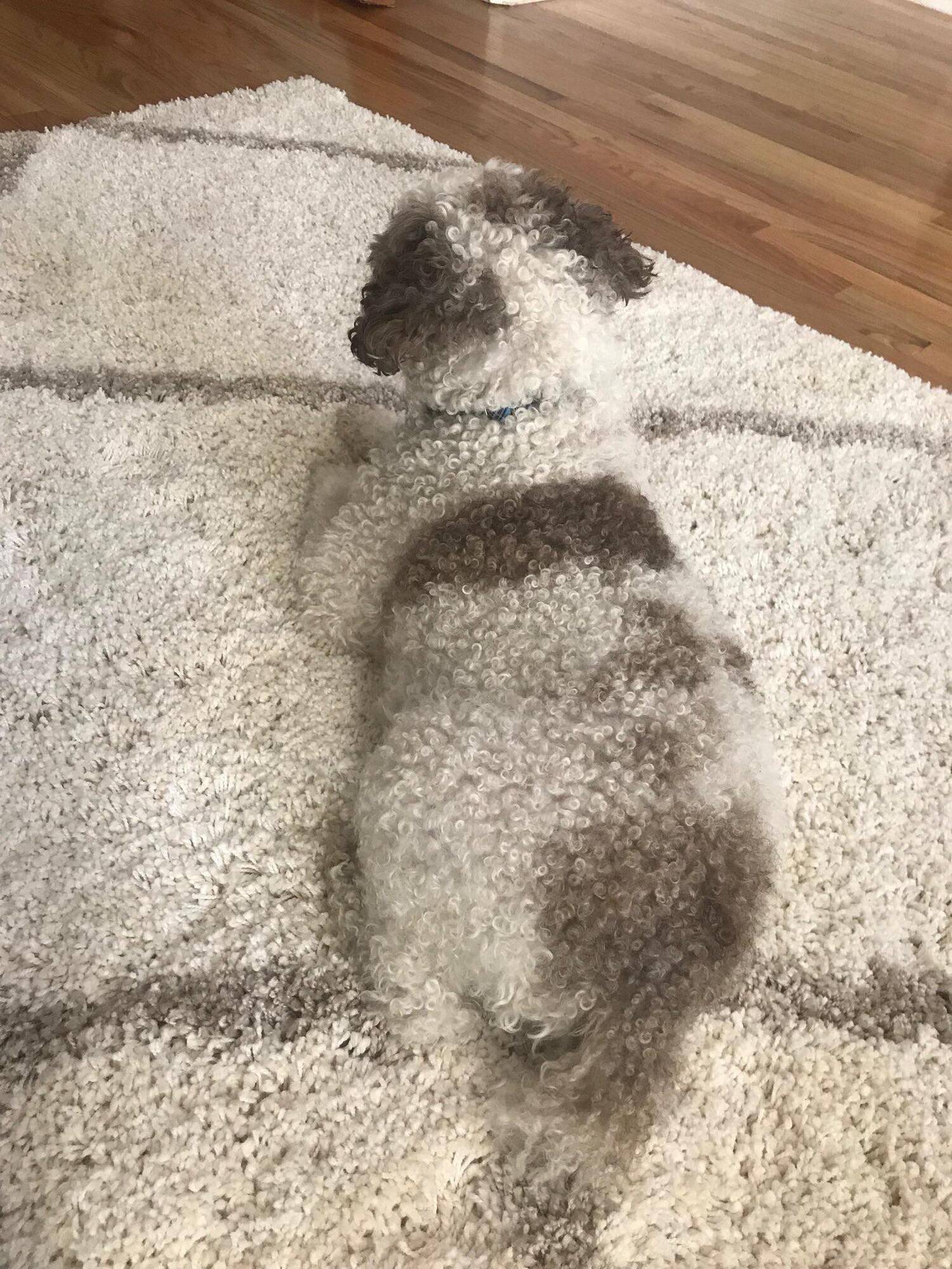 Пушистый кудрявый пес отдыхает на ковре, который будто сделали из его шерсти.