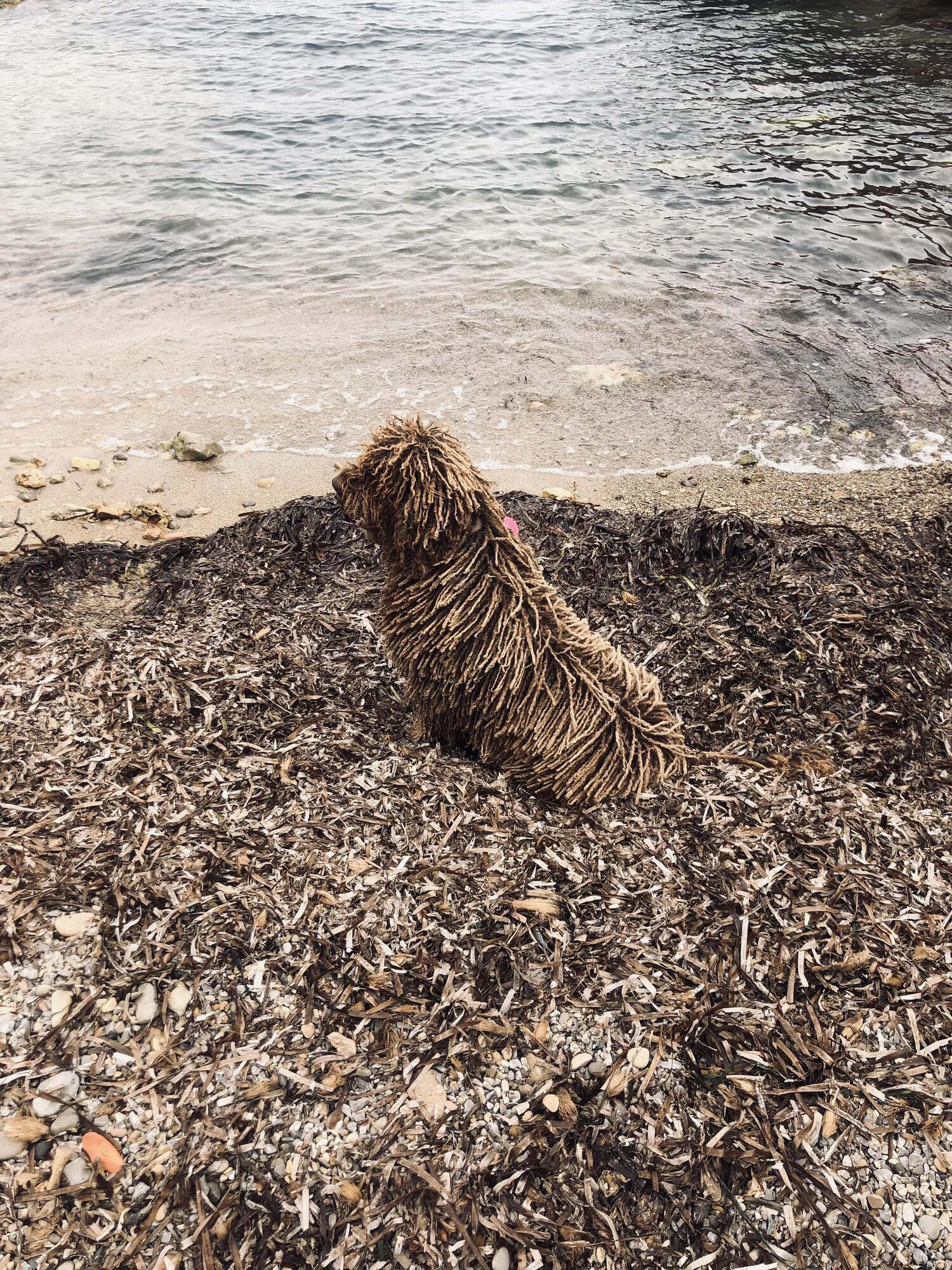 Пес замаскировался на пляже