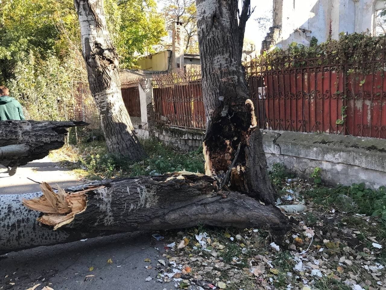 Дерево розламало навпіл