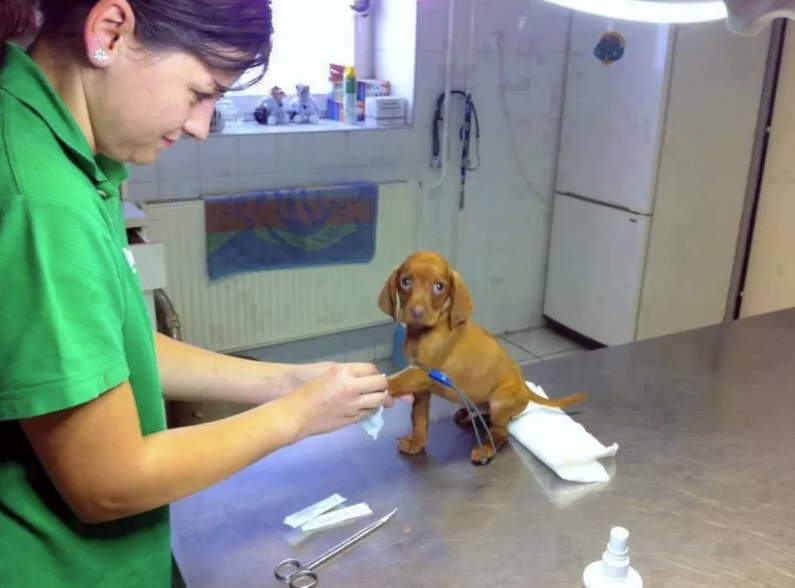 Собачка намагається бути сміливою на прийомі ветеринара