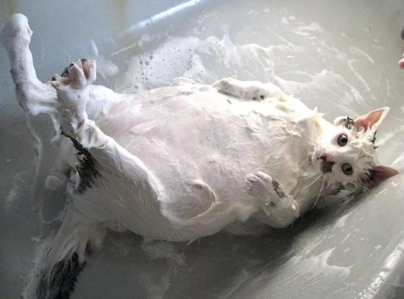 Котик принимает банные процедуры