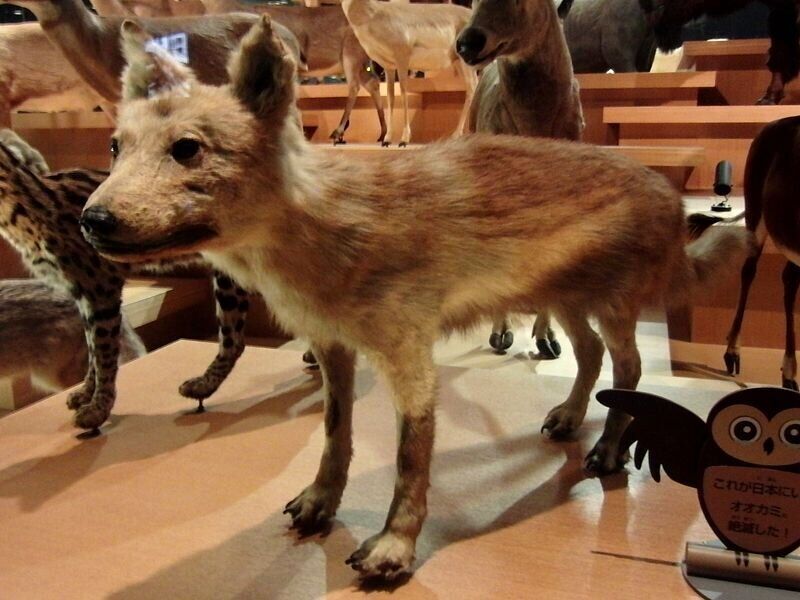 Предком сучасних псів був японський вовк (Canis lupus hodophilax).