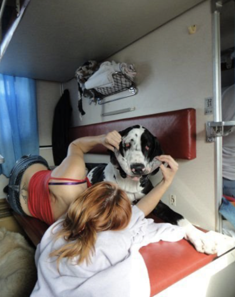 Огромный пес отдыхает в вагоне плацкарта
