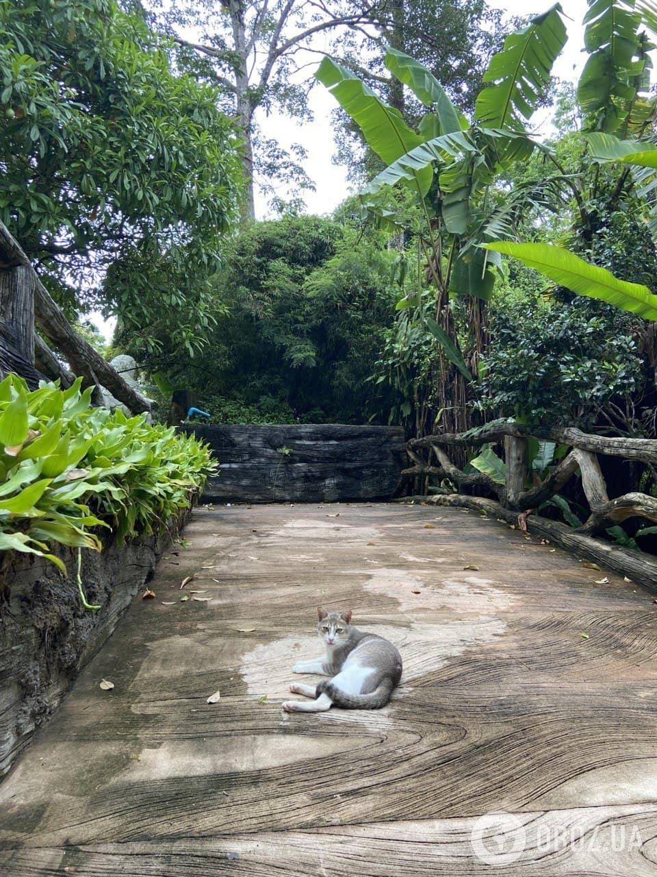 Один із котів, що живуть біля підніжжя Великого Будди.