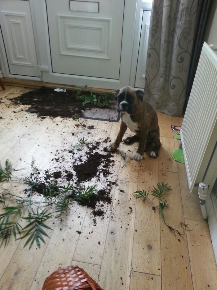 Бойцовский пес избавился от комнатного растения.